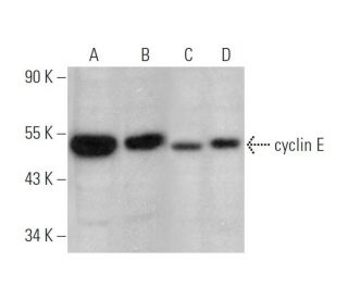 cyclin E Antibody (E-4) - Western Blotting - Image 349309 