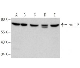 cyclin E Antibody (HE111) - Western Blotting - Image 374169 