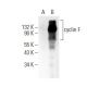cyclin F Antibody (B-6) - Western Blotting - Image 396090