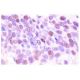 cyclin G1 Antibody (F-5) - Immunohistochemistry - Image 555 