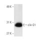 cyclin G1 Antibody (F-5) - Western Blotting - Image 564
