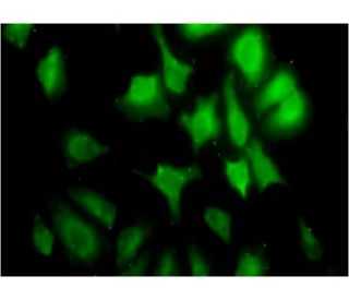 cyclin G2 Antibody (1F9-C11) - Immunofluorescence - Image 346112 