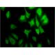 cyclin G2 Antibody (1F9-C11) - Immunofluorescence - Image 346112 
