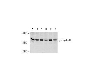 cyclin H Antibody (D-10) - Western Blotting - Image 567 