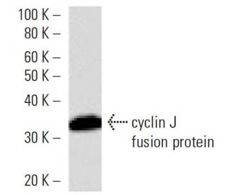 cyclin J Antibody (2126C1a) - Western Blotting - Image 16523 