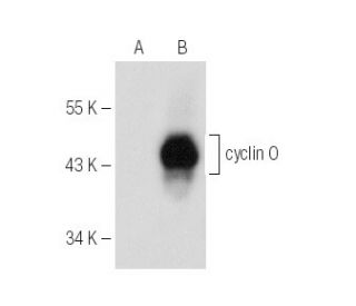 cyclin O Antibody (F-3) - Western Blotting - Image 154050