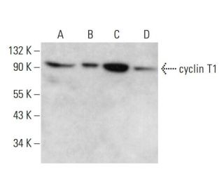 cyclin T1 Antibody (E-6) - Western Blotting - Image 380658 