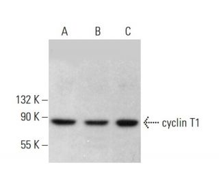 cyclin T1 Antibody (E-7) - Western Blotting - Image 380659 