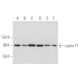 cyclin T1 Antibody (F-8) - Western Blotting - Image 333812