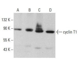 cyclin T1 Antibody (F-8) - Western Blotting - Image 379548 