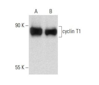cyclin T1 Antibody (E-3) - Western Blotting - Image 133956