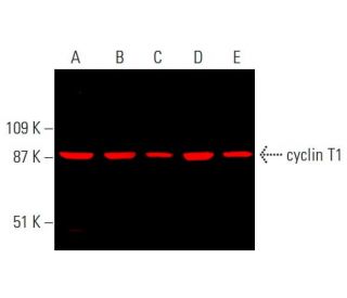 cyclin T1 Antibody (E-3) - Western Blotting - Image 378835