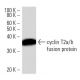 cyclin T2a/b Antibody (2128C1a) - Western Blotting - Image 16524