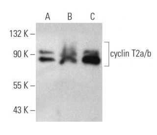 cyclin T2a/b Antibody (2128C1a) - Western Blotting - Image 374614 