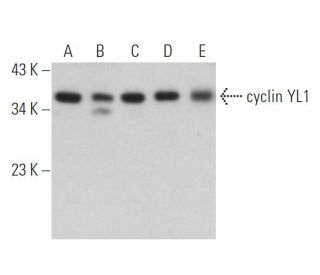 cyclin YL1 Antibody (D-4) - Western Blotting - Image 367673 