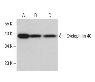 Cyclophilin 40 Antibody (H-8) - Western Blotting - Image 381120 