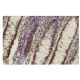 Cyclophilin G Antibody (8S5) - Immunohistochemistry - Image 36125 
