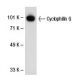 Cyclophilin G Antibody (8S5) - Western Blotting - Image 30054 