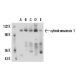cylindromatosis 1 Antibody (E-10) - Western Blotting - Image 15696 