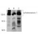 cylindromatosis 1 Antibody (E-10) - Western Blotting - Image 356193