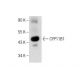 CYP11B1 Antibody (A-11) - Western Blotting - Image 284417 