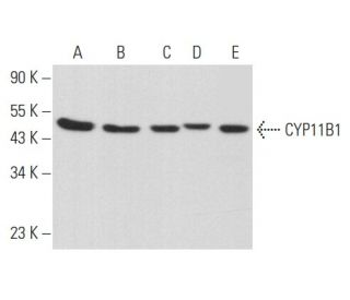 CYP11B1 Antibody (H-11) - Western Blotting - Image 357186 