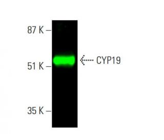 CYP19 Antibody (E-9) - Western Blotting - Image 378823 
