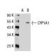 CYP1A1 Antibody (1A3-03) - Western Blotting - Image 21846 