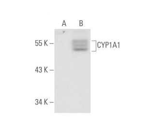 CYP1A1 Antibody (1A3-03) - Western Blotting - Image 59237