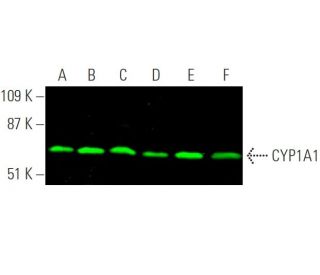 CYP1A1 Antibody (A-9) - Western Blotting - Image 375647 