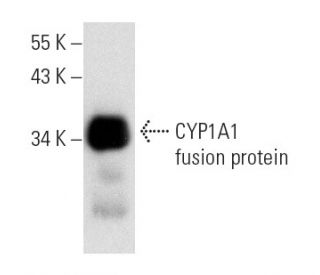 CYP1A1 Antibody (B-2) - Western Blotting - Image 13628