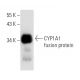 CYP1A1 Antibody (B-2) - Western Blotting - Image 13628