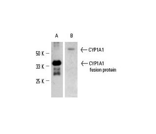 CYP1A1 Antibody (B-4) - Western Blotting - Image 3997 