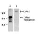 CYP1A1 Antibody (B-4) - Western Blotting - Image 3997 
