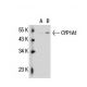 CYP1A1 Antibody (B-4) - Western Blotting - Image 21844