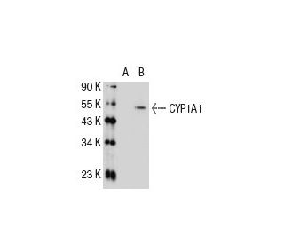 CYP1A1 (1A3-03): sc-101828. Western blot analysis of CYP1A1 expression in... 