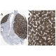 CYP1A2 Antibody (3B8C1) - Immunohistochemistry - Image 37543