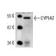 CYP1A2 Antibody (3B8C1) - Western Blotting - Image 14615 
