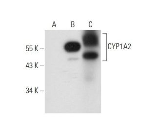 CYP1A2 Antibody (F-7) - Western Blotting - Image 314579