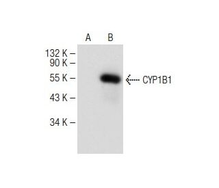 CYP1B1 Antibody (G-4) - Western Blotting - Image 149484