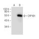 CYP1B1 (G-4): sc-374228. Western blot analysis of CYP1B1 expression in...