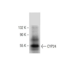 CYP24 Antibody (E-7) - Western Blotting - Image 143561