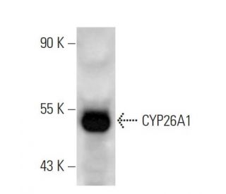 CYP26A1 Antibody (F27 P6 A1) - Western Blotting - Image 14616Each CRISPR/Cas9 Knockout (KO) Plasmid product consists of a pool of 3 plasmids designed to ensure identification and cleavage of a specific gene for maximum knockout efficiency. Each plasmid encodes a unique 20 nt sequence derived from the GeCKO (v2) library.
