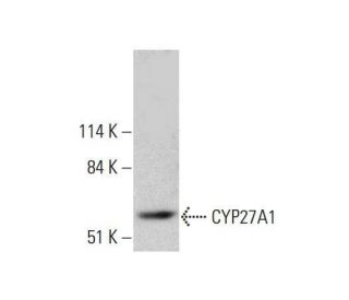 CYP27A1 Antibody (D-2) - Western Blotting - Image 351848 