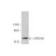 CYP27A1 Antibody (D-2) - Western Blotting - Image 351848 