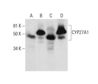 CYP27A1 Antibody (G-2) - Western Blotting - Image 291866 