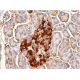 CYP27B1 Antibody (G-5) - Immunohistochemistry - Image 383690 