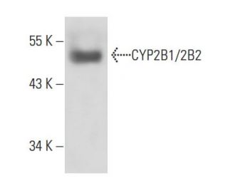 CYP2B1/2B2 Antibody (h7) - Western Blotting - Image 15511