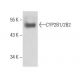 CYP2B1/2B2 Antibody (h7) - Western Blotting - Image 15511