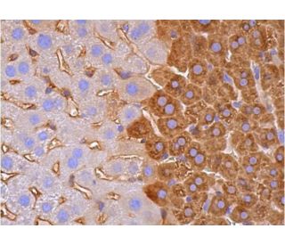 CYP2B1/2B2 Antibody (9.14) - Western Blotting - Image 384608 